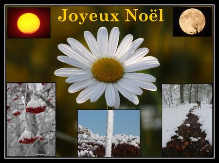 Ma_rguerites_sauvages__2_