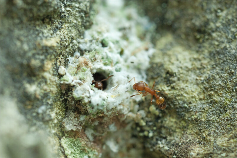 SM mur insectes 160519 12