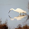 Aigrette garzette, Egretta garzetta