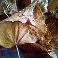 Tombent les feuilles