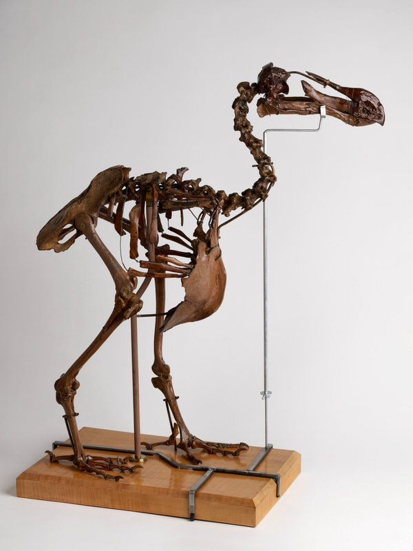 exposition-oiseau-rare-musee-des-confluences-dronte-de-maurice-dodo-1600x0