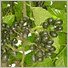 ylang
