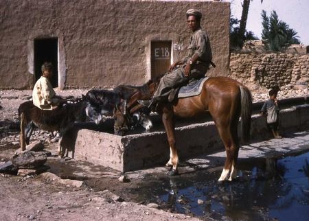 12_RCA_NONNEZ_2serie_Guellalia_6_l_abreuvoir_de_Bir