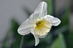 Narcisse