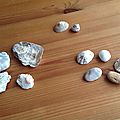 Bretagne et coquillages