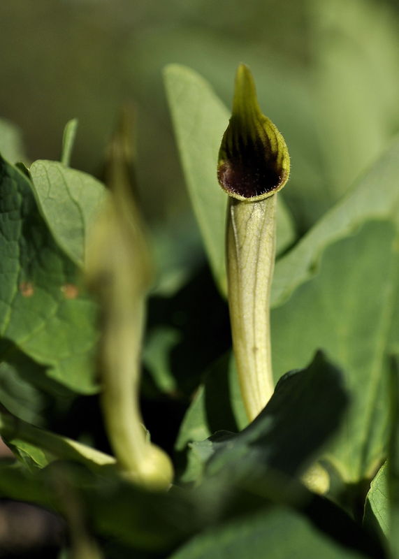 _DSC0542_Aristolochia_pallida_subsp_castellana