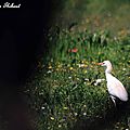 Héron garde-boeufs, Bubulcus ibis