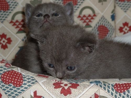 Bebe Chartreux Photo De Nos Petits Rois Chatterie Isba De Swetlana