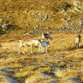 17-10-08 Sortie Montagne et rennes (122)