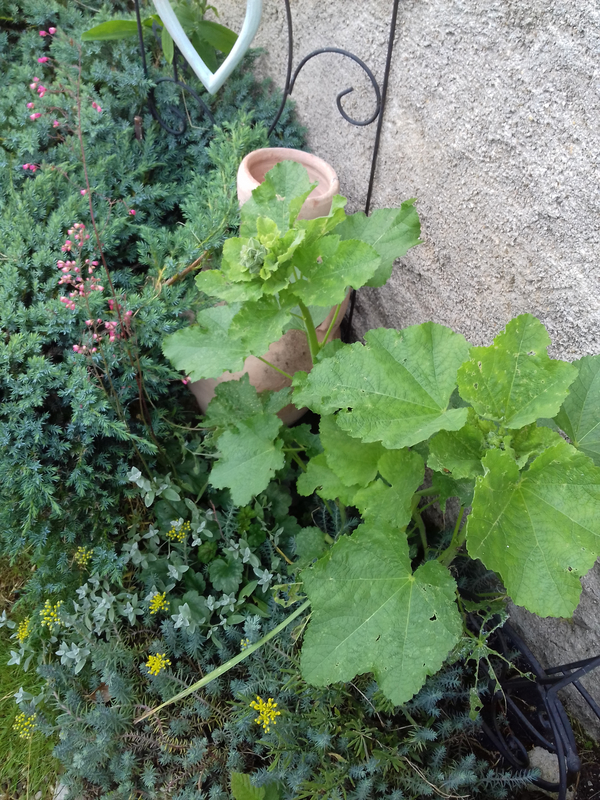 20180617_095305