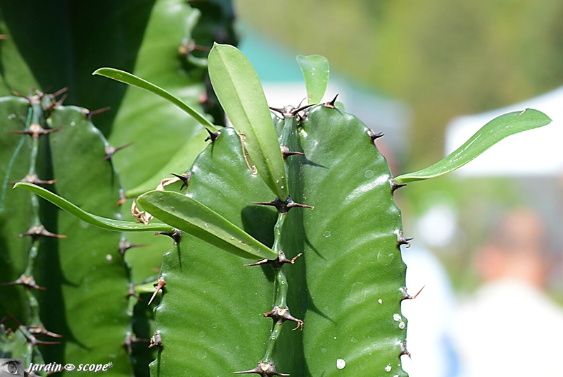 Feuilles de Euphorbia erythrea