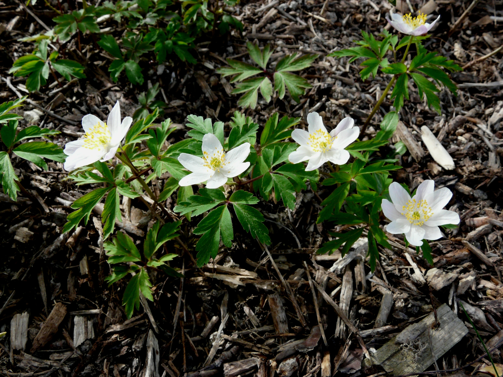 Petite fleur blanche de printemps - Le jardin de Marguerite Rose