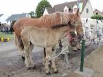 Pouliche d'Edouard 43 (livre B) et Thaïs du Bon Coin - 14 Juillet 2019 - Concours Chevalin d'Arneke (59)