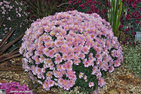Salon-Régional-du-Chrysanthème-06