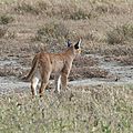 P1140532 - Copie