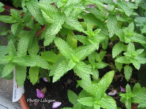 Menthe_balcon_019