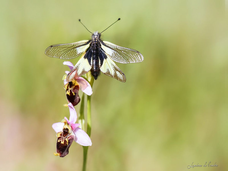 wb_Ascalaphe orchis_99A4311c