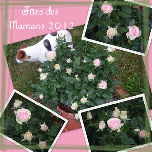 roses_des_m_res_2012