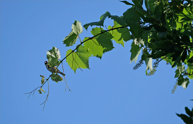 Oiseau chardonneret vigne 020623 3
