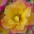 Rosier 'Joseph's Coa' (Photo juin 2009)