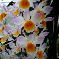 Dendrobium 'Mousmée'