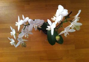 Orchid_e_blanche