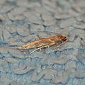 Pyroderces argyrogrammos