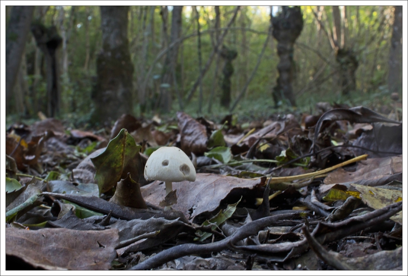 Galuchet champignon arbres tetards 271014 3