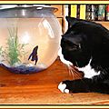 Un nouvel ami pour tuer l'ennui Patachon et Nemo - Chat et bocal poisson