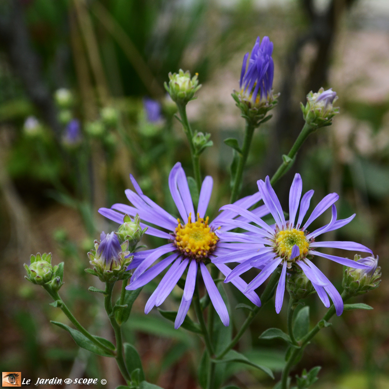 Aster-oeil-du-Christ