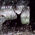 nakuru impala a