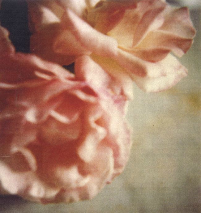 twomby roses gaeta