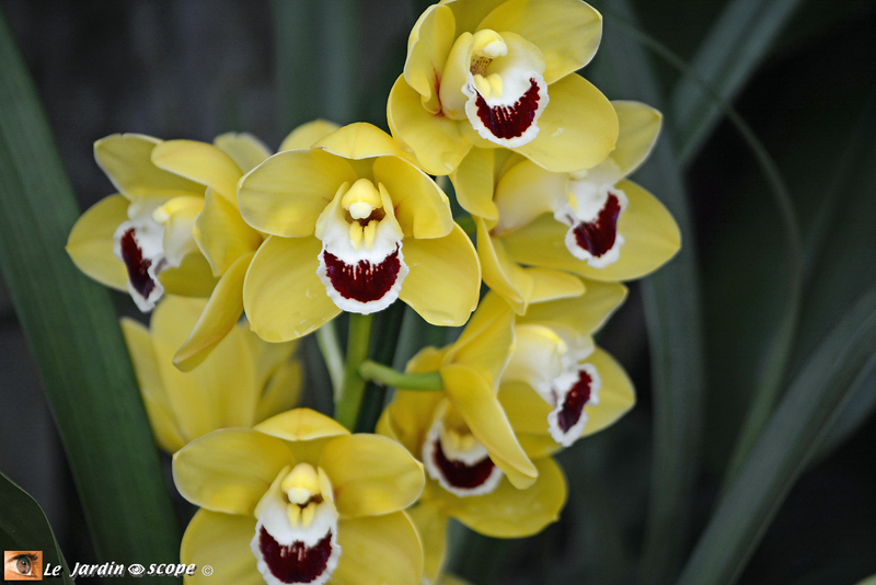 PAT_9254 Orchidées 2019 Orléans