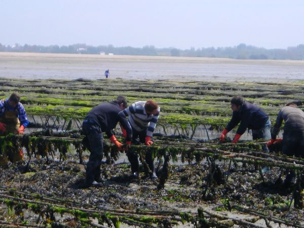 2013 06 06 - parcs à huîtres de Blainville (10) - les ostériculteurs profitent de la marée pour secouer et taper les poches à huitres