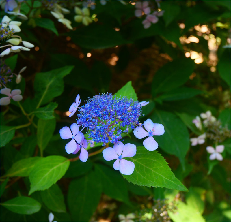 sudflowers6