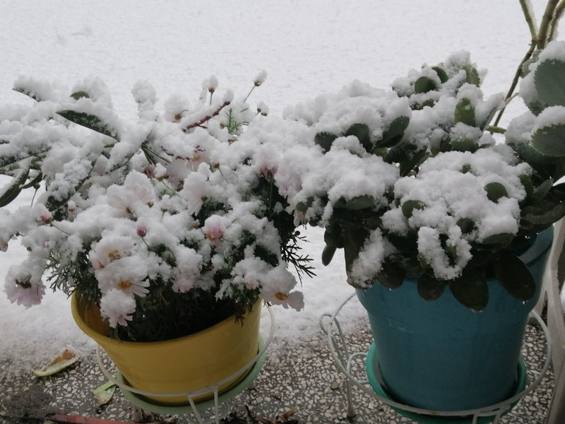 neige plantes