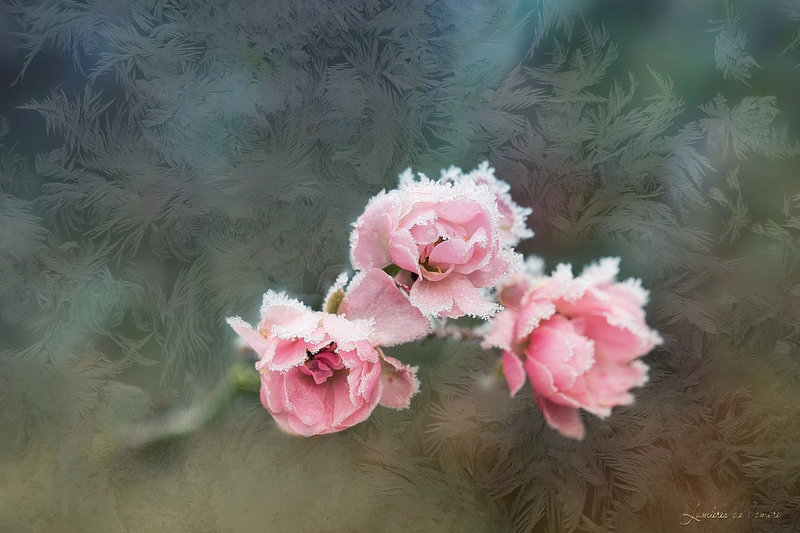wb_roses givrées_20220116_7253b2