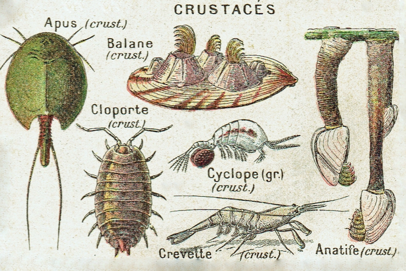 Illustration des Crustacées