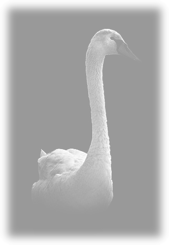 animaux 52