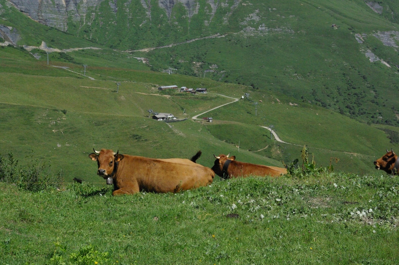 Alpages au col du Joly - 2000m