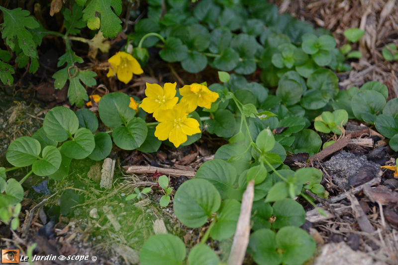 Couvre-sol-fleurs-jaunes-3