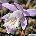Pleione x verdi • Orchidaceae
