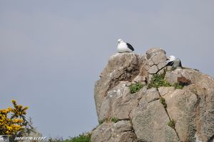 0023-Goélands-bruns-nicheurs