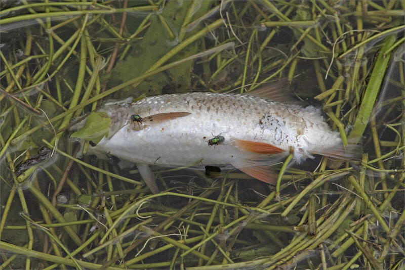 Rivière poisson mort mouches 190619