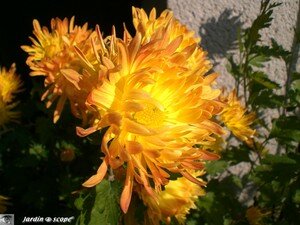 Chrysanthemes_d_or