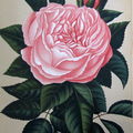 Livre ancien (Le Journal des Roses par Scipion Cochet)