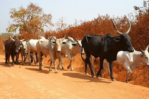 Adoumri, au cœur du marché de bétail - Ô cameroun !