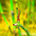 extraterrestre