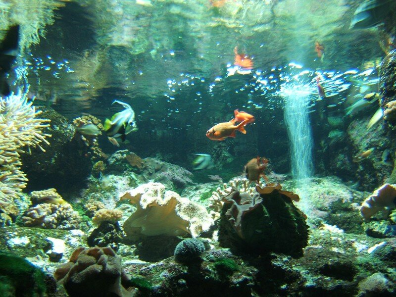 Aquarium de la réunion Mon stage a la Reunion