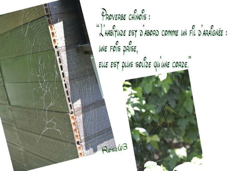 La cabane à outils au fond du jardin Rose63